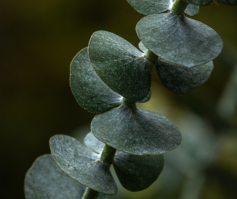 Aromas That Respect Cedar